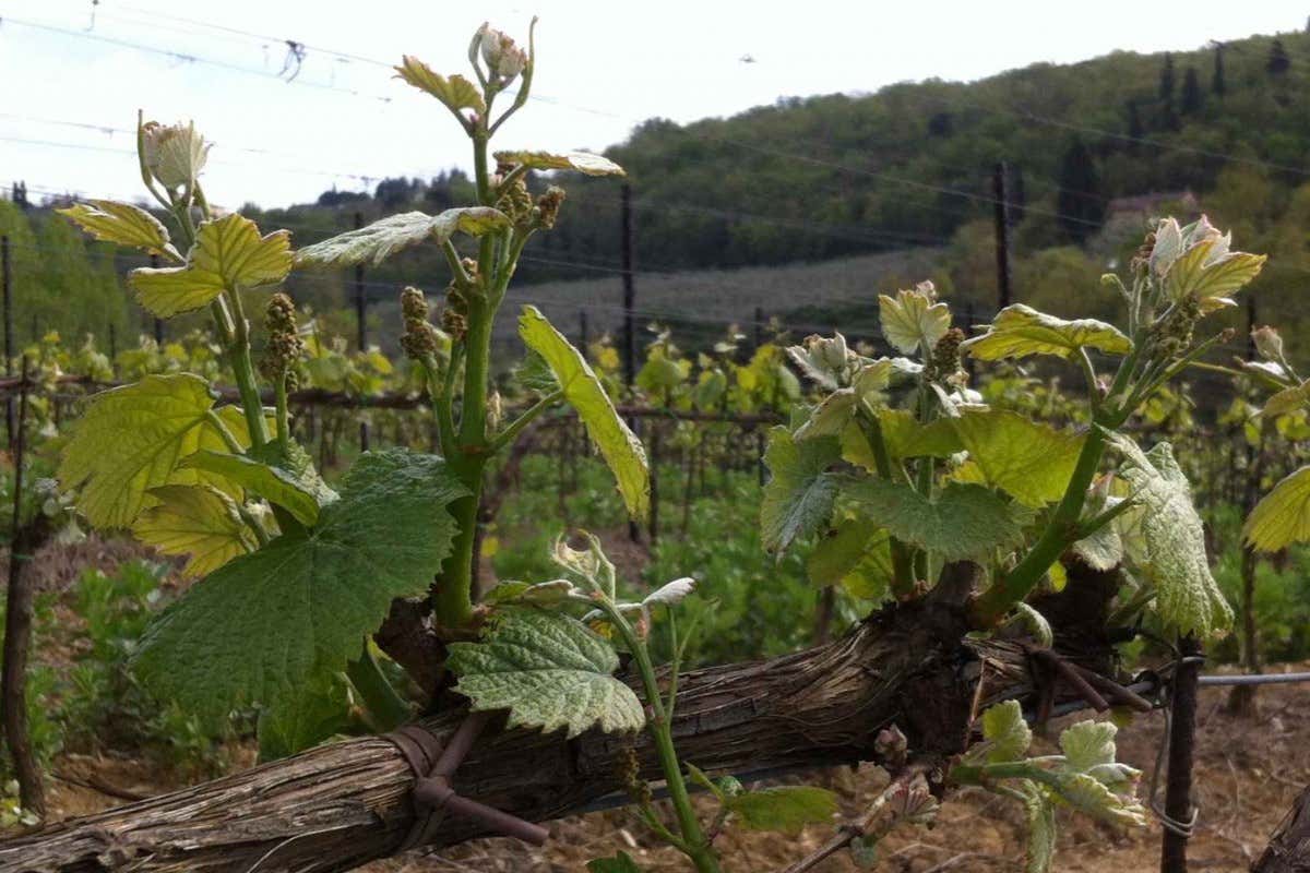 Sì di Bruxelles al Pignoletto: nasce la Dop Emilia-Romagna